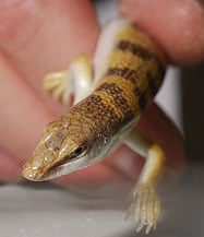 Sandfish Lizard Swims