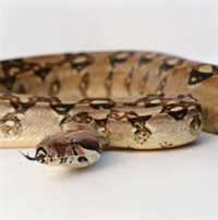 Boa200