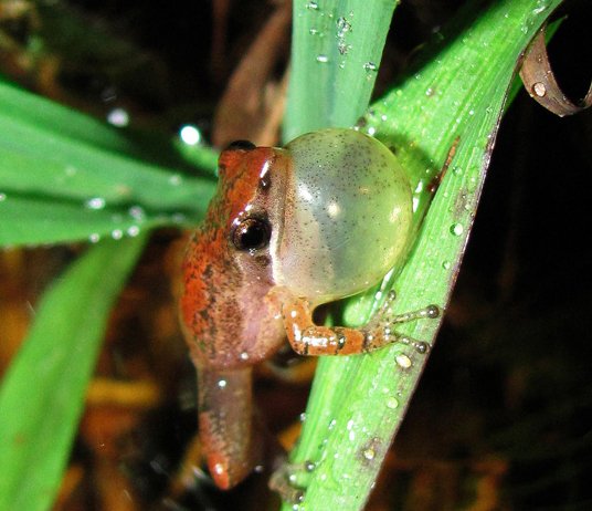 Grassfrog