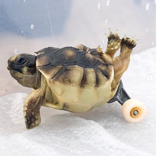 Helix The Tortoise