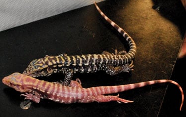 Tegus Breederschoice Dec
