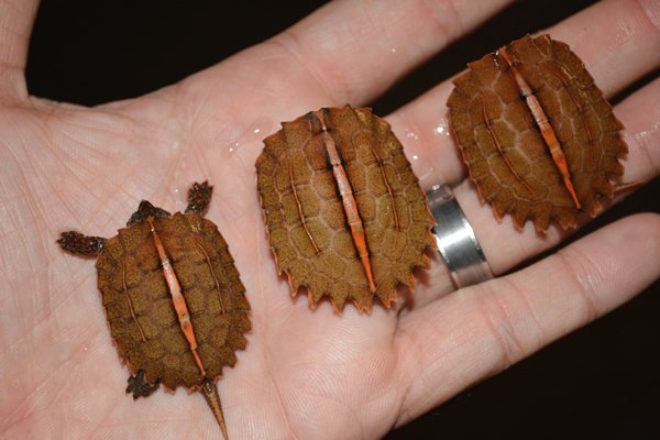 Vietnamese Leaf Turtle
