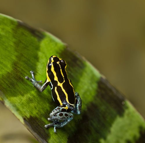 Imitator Dartfrog500