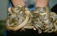 Browntreesnakes200