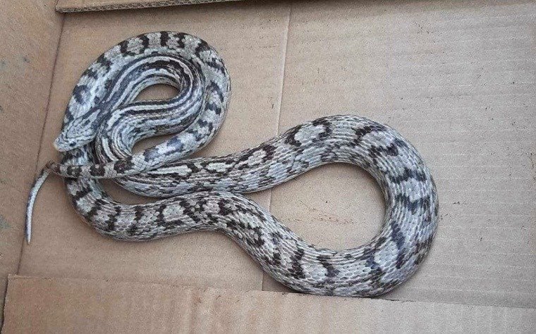 Corn Snake