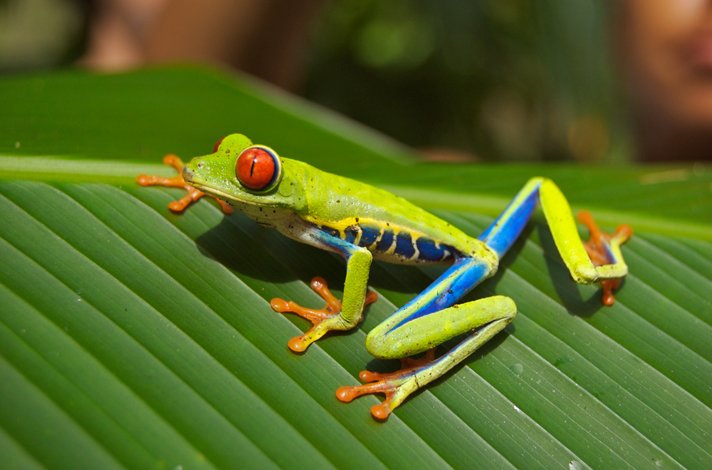 Red Eyed Tree Frog