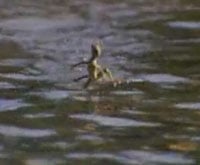 Lizard200