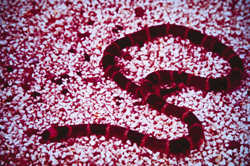 Coral Snake05