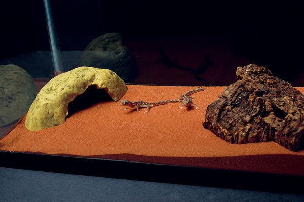 Diplodactylus Gecko