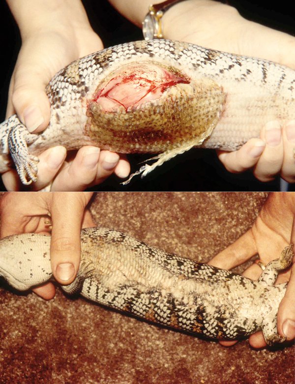 Reptile Burns