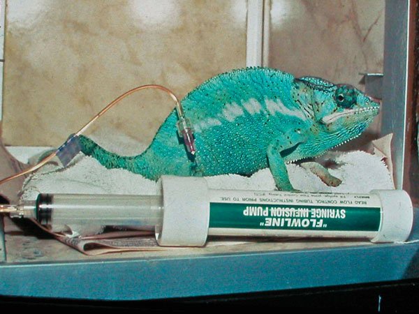 Pantherchameleon