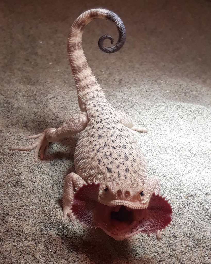 Agamaface