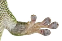 Gecko Foot 1