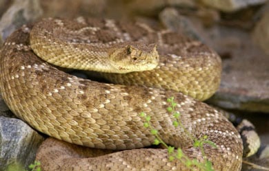 Western Diamondback390