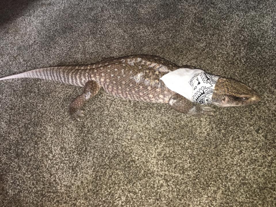 Savannah Monitor Peaches