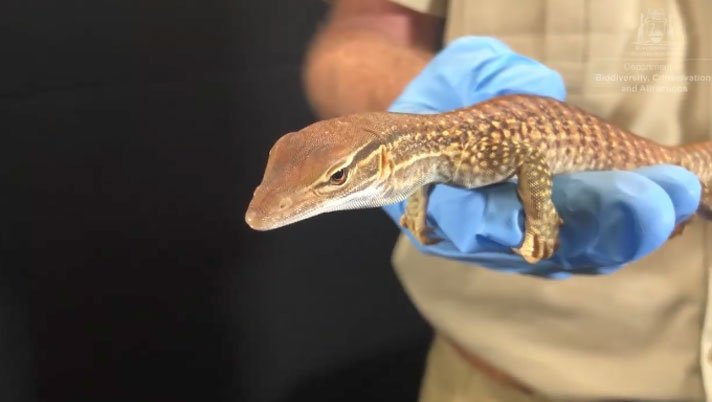Goulds Monitor Lizard