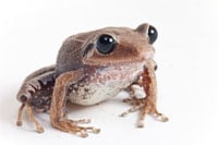 Macaya Frog 200