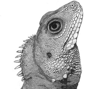 Reptile Art Webb
