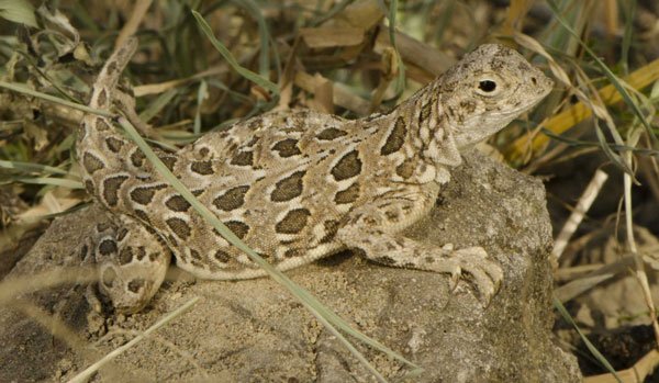 Spot Tailed Lizard600