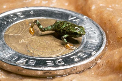 Harlequin Frog25 400