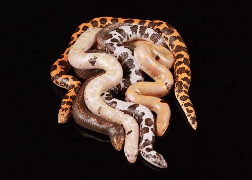 Sandboa500