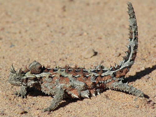 Thorny Devil500