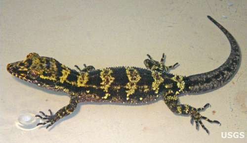 Bumblebee Gecko500
