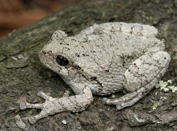 Hyla Chrysoscelis350