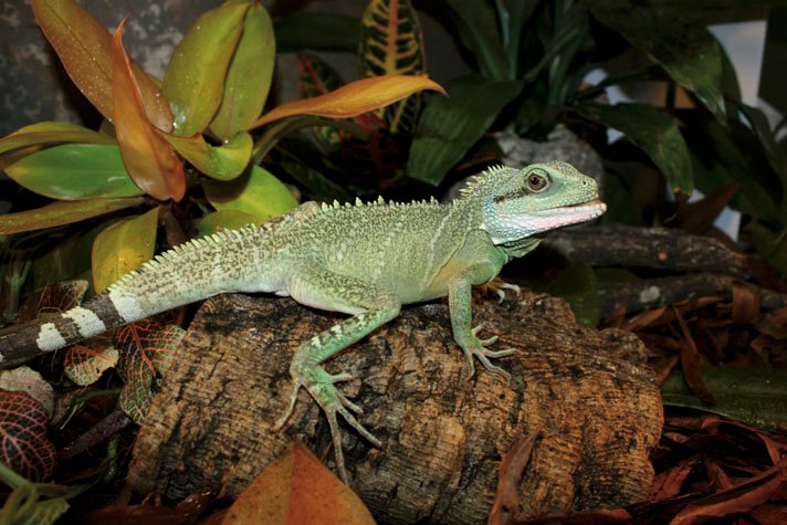 Chinese Water Dragon