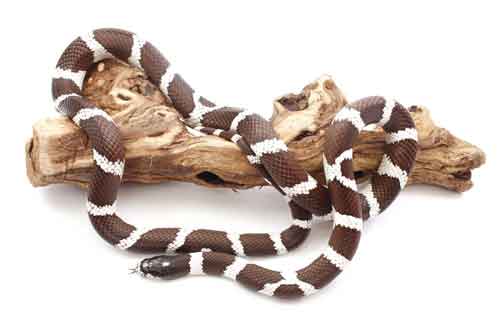 California Kingsnake500a