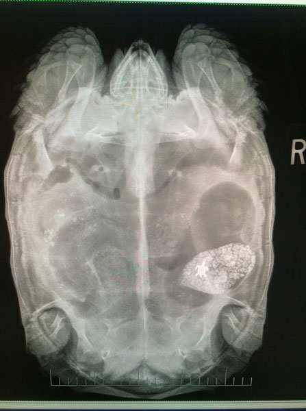 Turtle Xray445