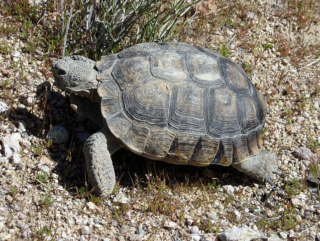 637px Deserttortoise