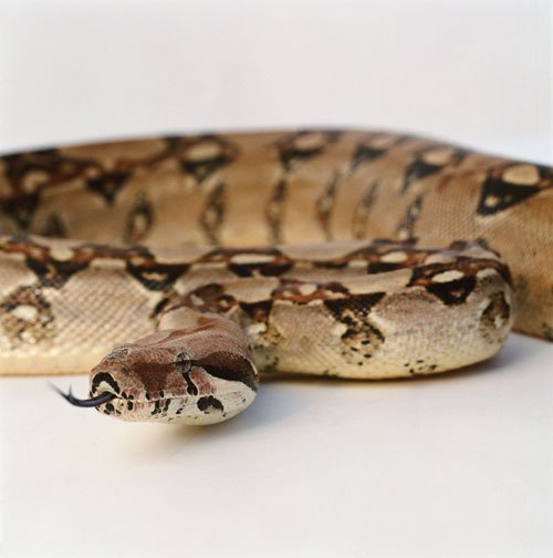 Boa Constrictor Snake