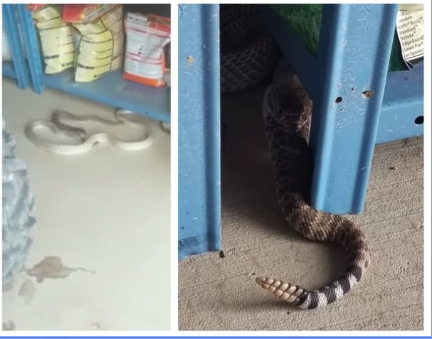 Coachwhip Rattlesnake