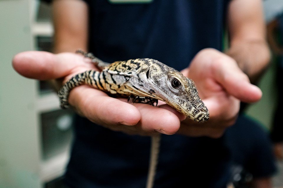 Komodo Dragon Hatchling