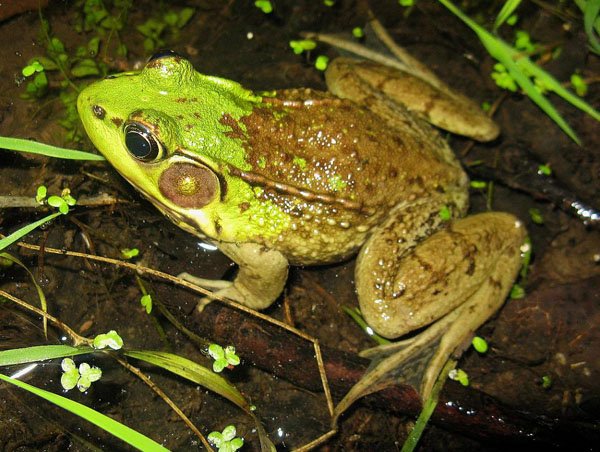 Rana Clamitans07