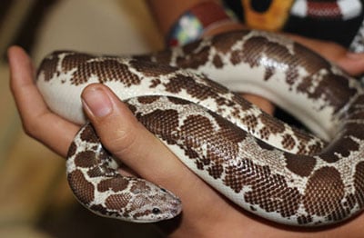 Kenyansandboa