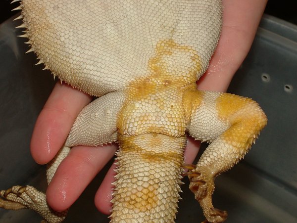Bearded Dragon Canv 1