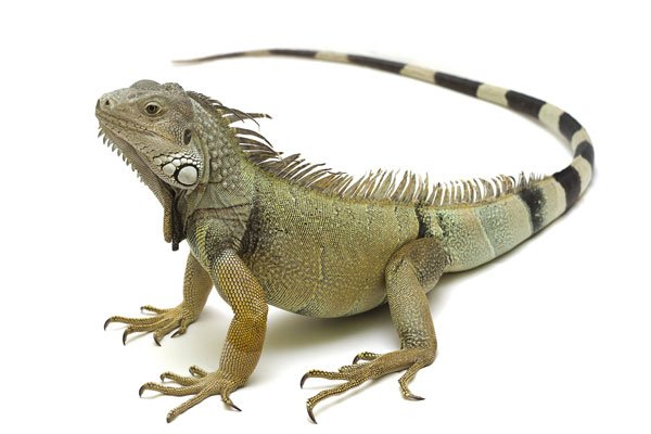 Iguana Iguana600