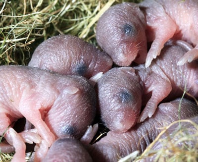 Feeder Mice400