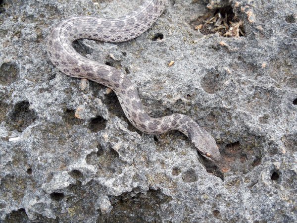 Clarion Nightsnake Image