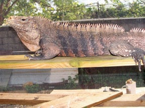 Cuban Rock Iguana