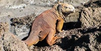 Iguana200