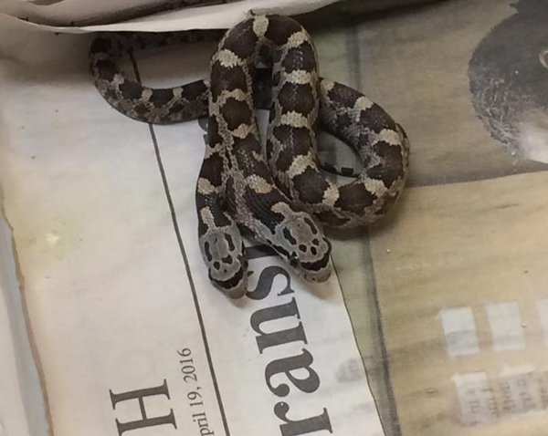 Two Headed Rat Snake2