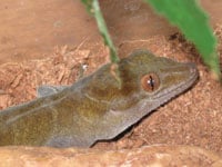 Goldengecko200