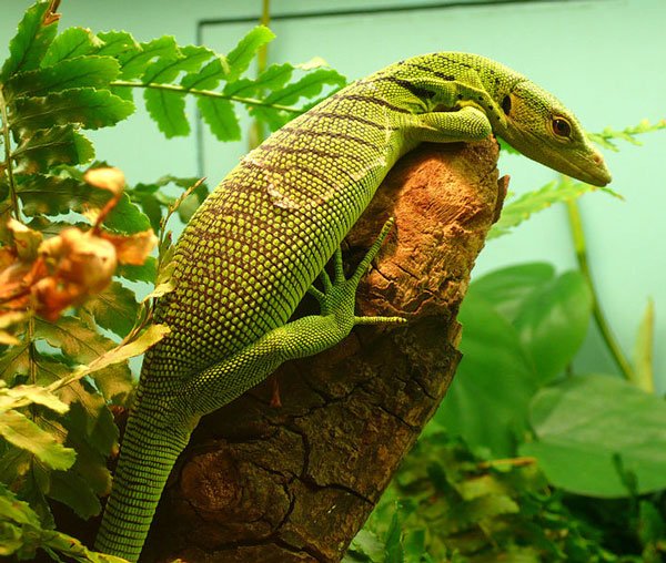 Varanus Prasinus600