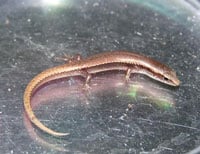 Orangetailedskink200