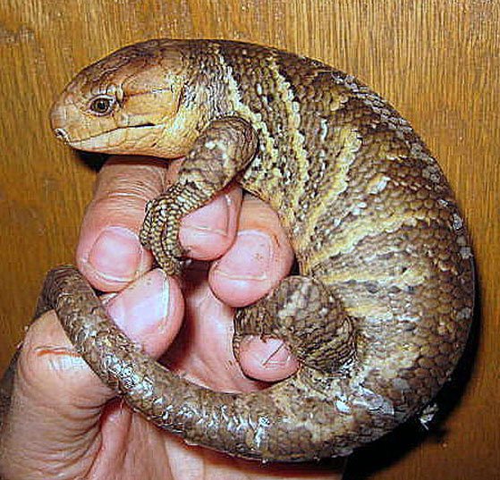 Prehensile Tail Skink