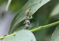 Proboscisanole200