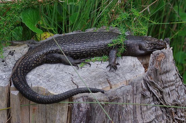640px Egernia Kingii 2